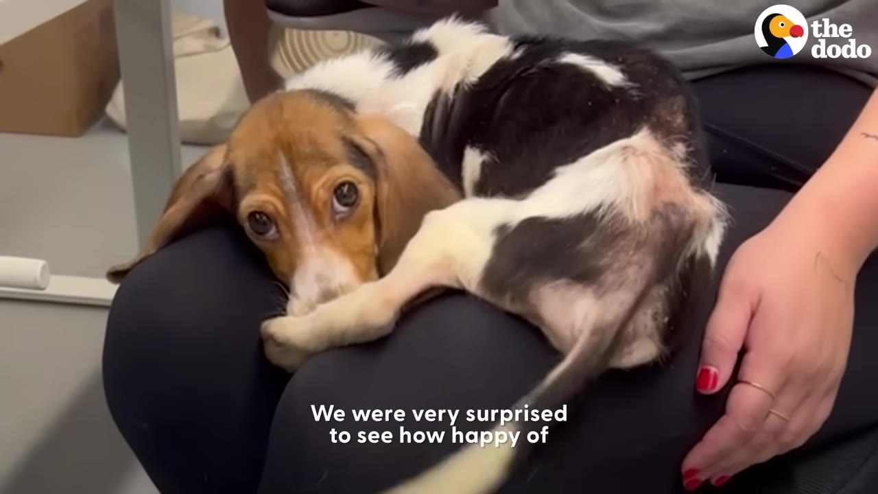 A small, skinny beagle puppy with a black and white coat lies curled up on a person's lap.