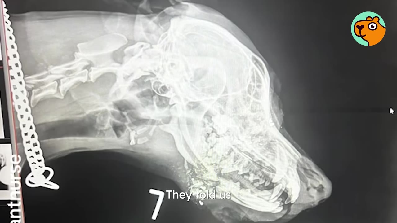 An X-ray scan showing the lateral view of a dog's skull and neck structure.