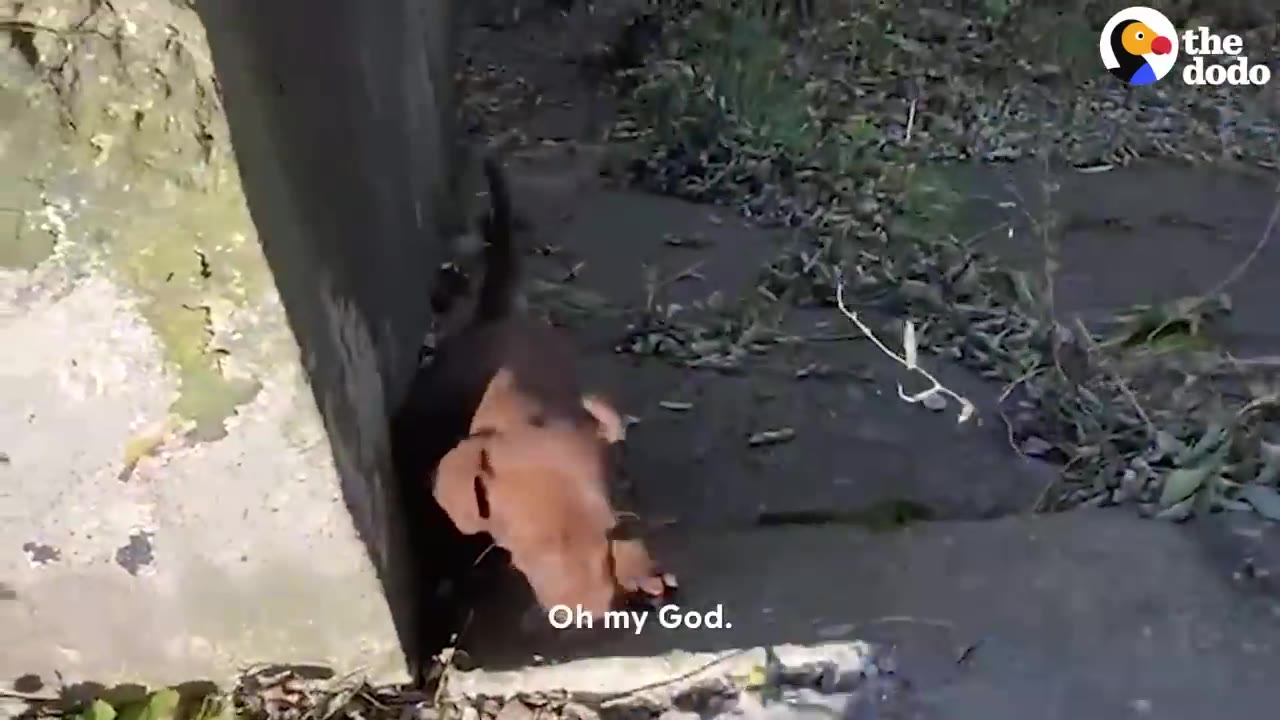 A small brown puppy cowering by a concrete wall along an outdoor path.