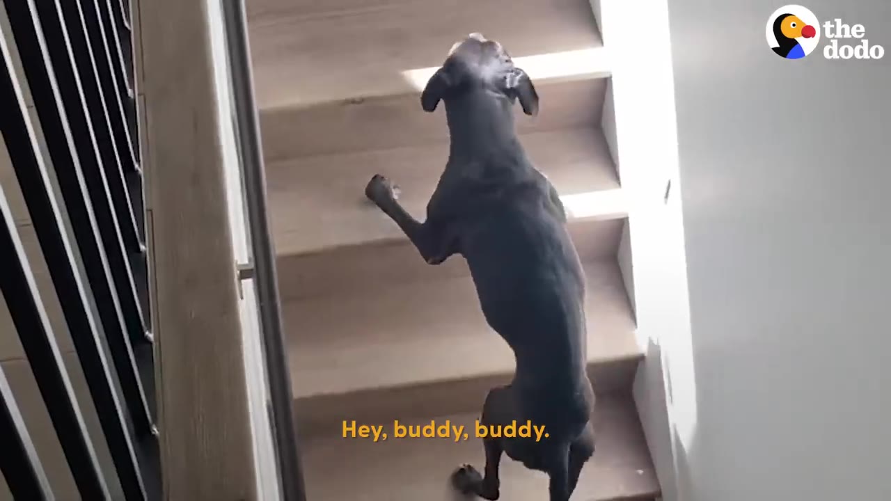 A thin black dog climbing wooden stairs indoors.