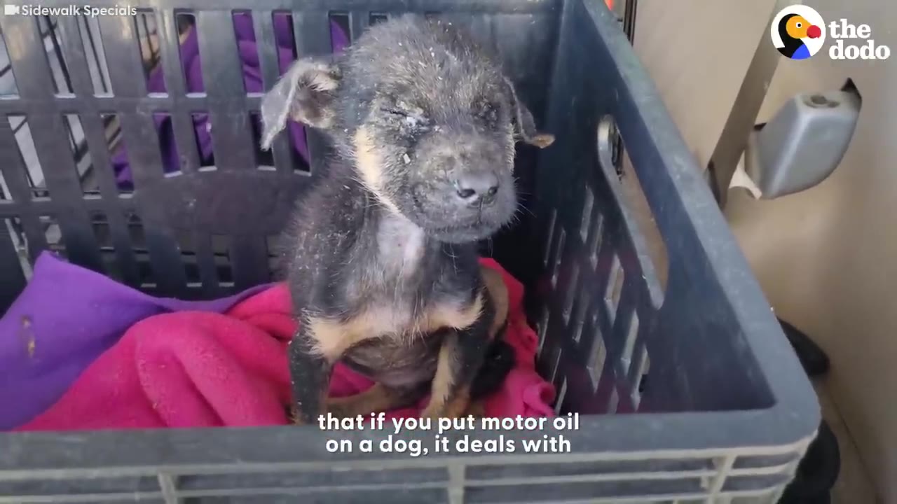 A small black and tan puppy sits inside a black plastic crate on a pink blanket, its fur and face heavily coated in a dark, crusty substance.
