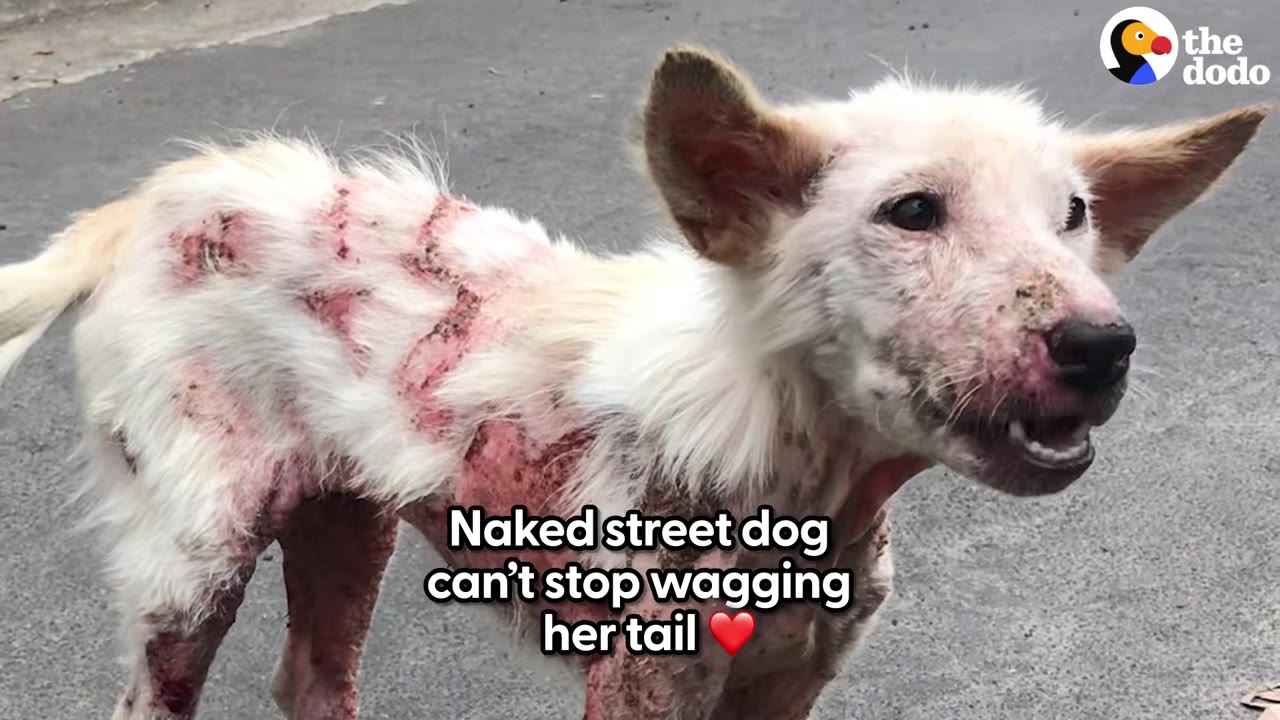 A close-up view of a small white stray dog standing on pavement, showing severe skin inflammation and hair loss along her body.