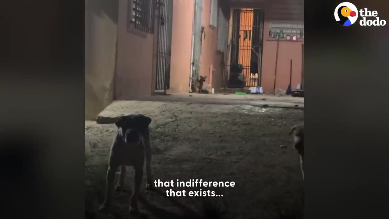 A dog standing outside at night in front of a building with an open entryway.