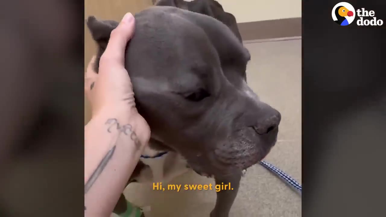 A close-up of a grey pit bull-type dog being gently petted on the head by a person with a tattooed arm.
