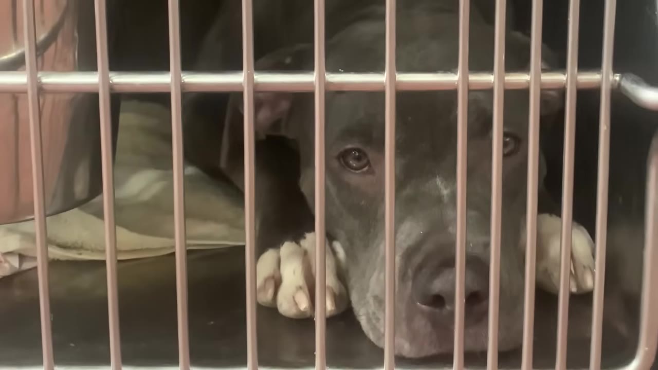 A close-up view of a dark grey dog resting its head inside a metal shelter cage and looking outward.