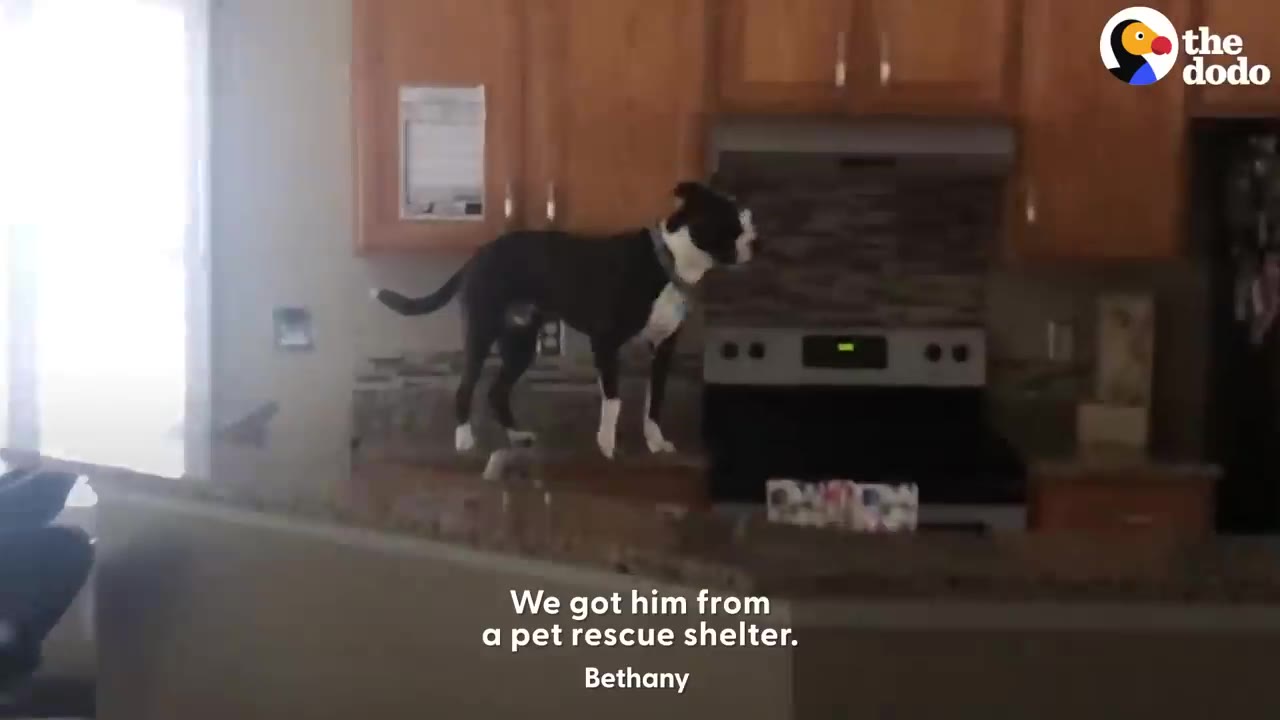A black and white dog standing on top of a kitchen counter next to an oven.