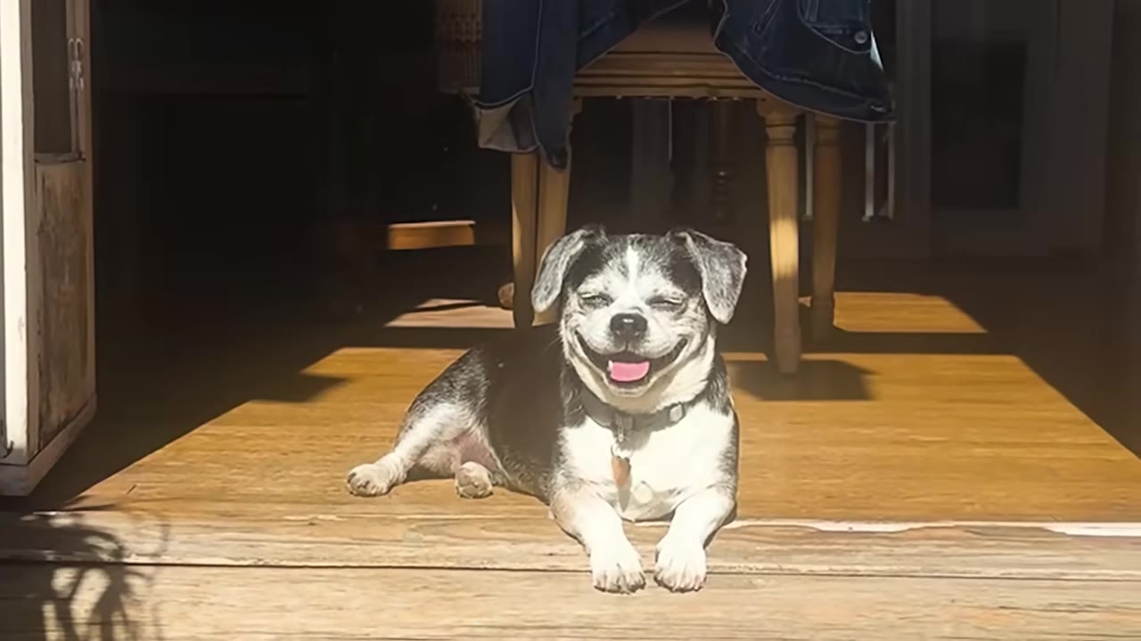 A small black and white dog lies on a wooden floor in a sunny doorway, squinting and smiling widely with its tongue slightly out.