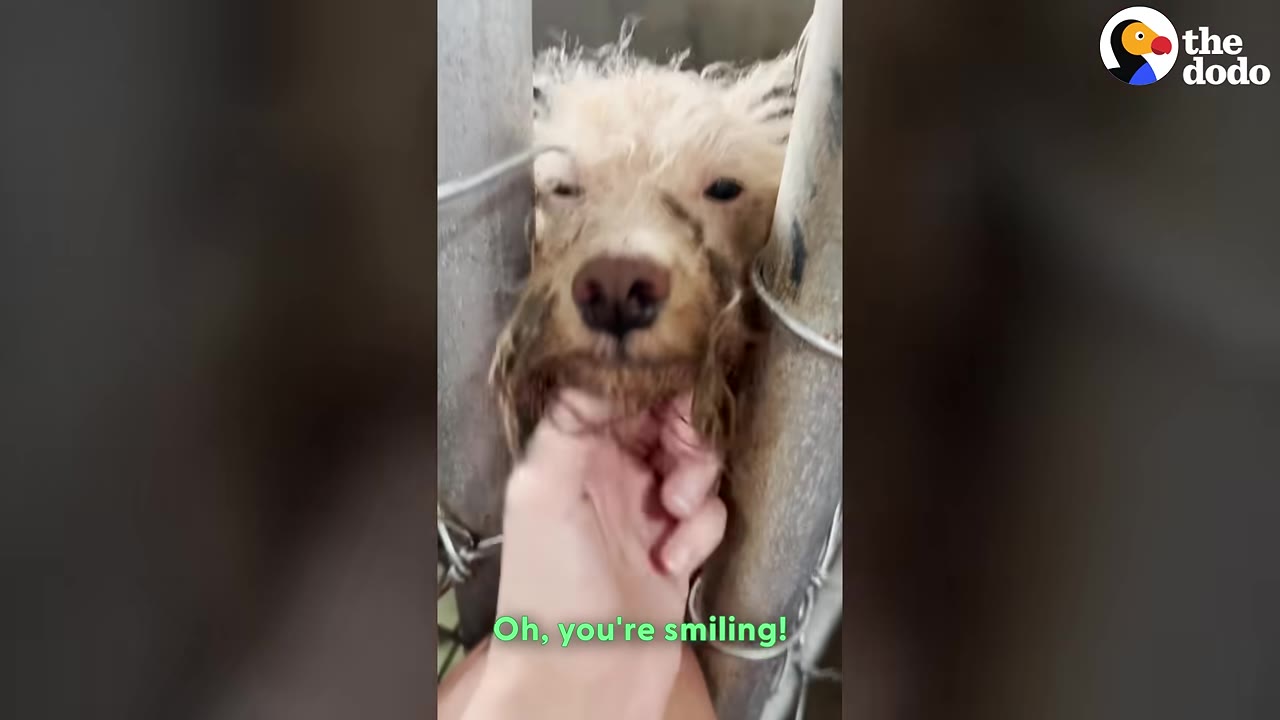 A hand gently scratches the chin of a scruffy, light-colored dog behind shelter bars, who appears to be squinting and smiling.