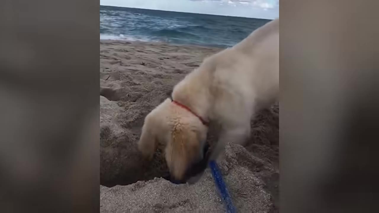 A golden retriever puppy with a red collar digs in the sand on a beach with ocean waves in the background.