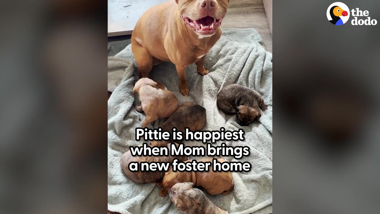 A tan dog stands proudly on a blanket surrounded by a litter of sleeping puppies.