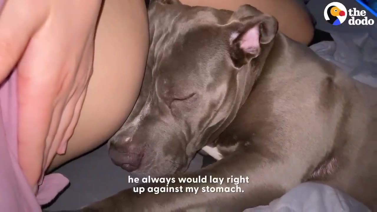 A grey pit bull rests its head gently against a pregnant woman's stomach while she strokes its head.