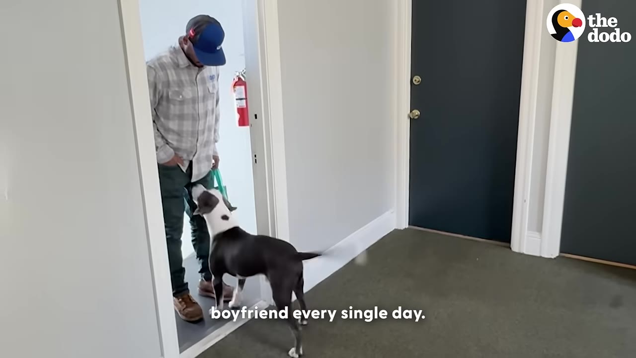 A black and white pit bull-type dog stands in a hallway, looking up to greet a man wearing a plaid shirt and a blue baseball cap.