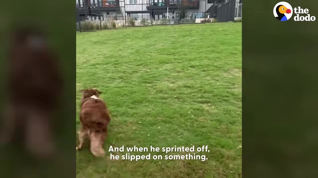 A brown and white dog running across a grassy lawn at an outdoor dog park.
