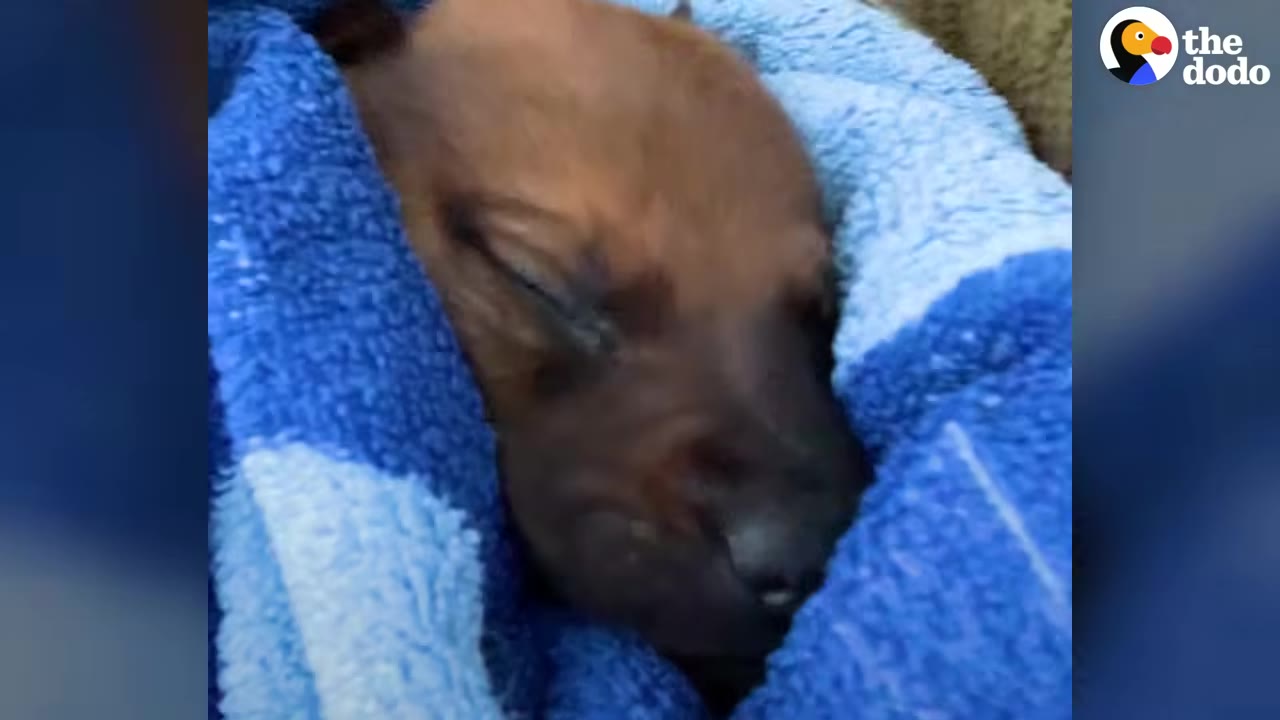 A tiny brown puppy resting wrapped in a blue towel.