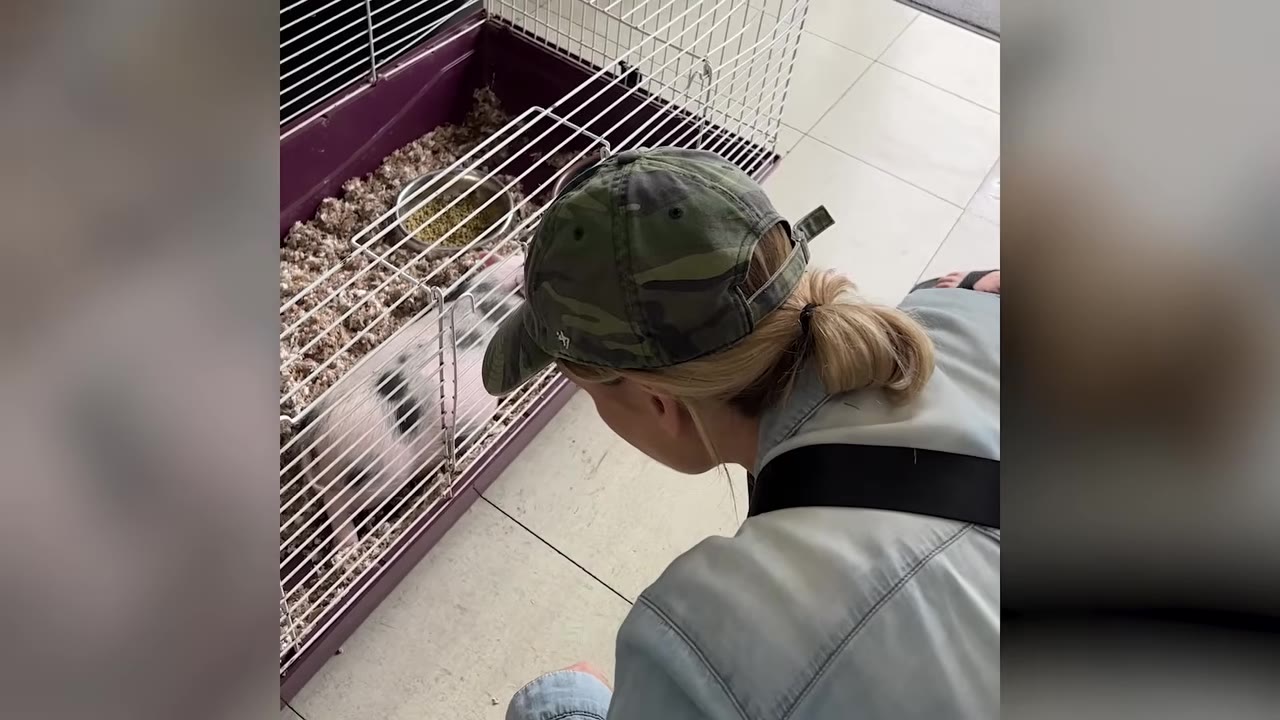 A woman wearing a camo hat leans down to look inside a wire cage at a tiny black and white piglet.