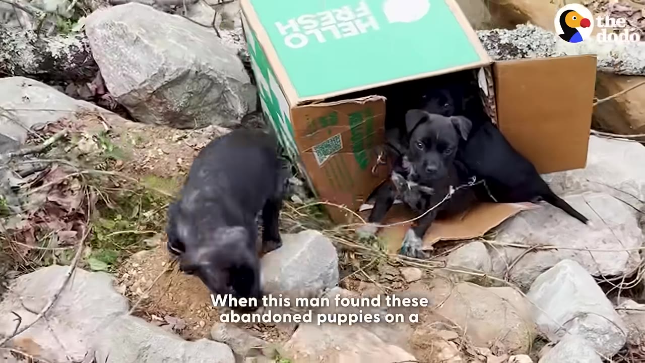 Several small black puppies huddled inside and next to an open green and brown cardboard box abandoned on a rocky hillside.