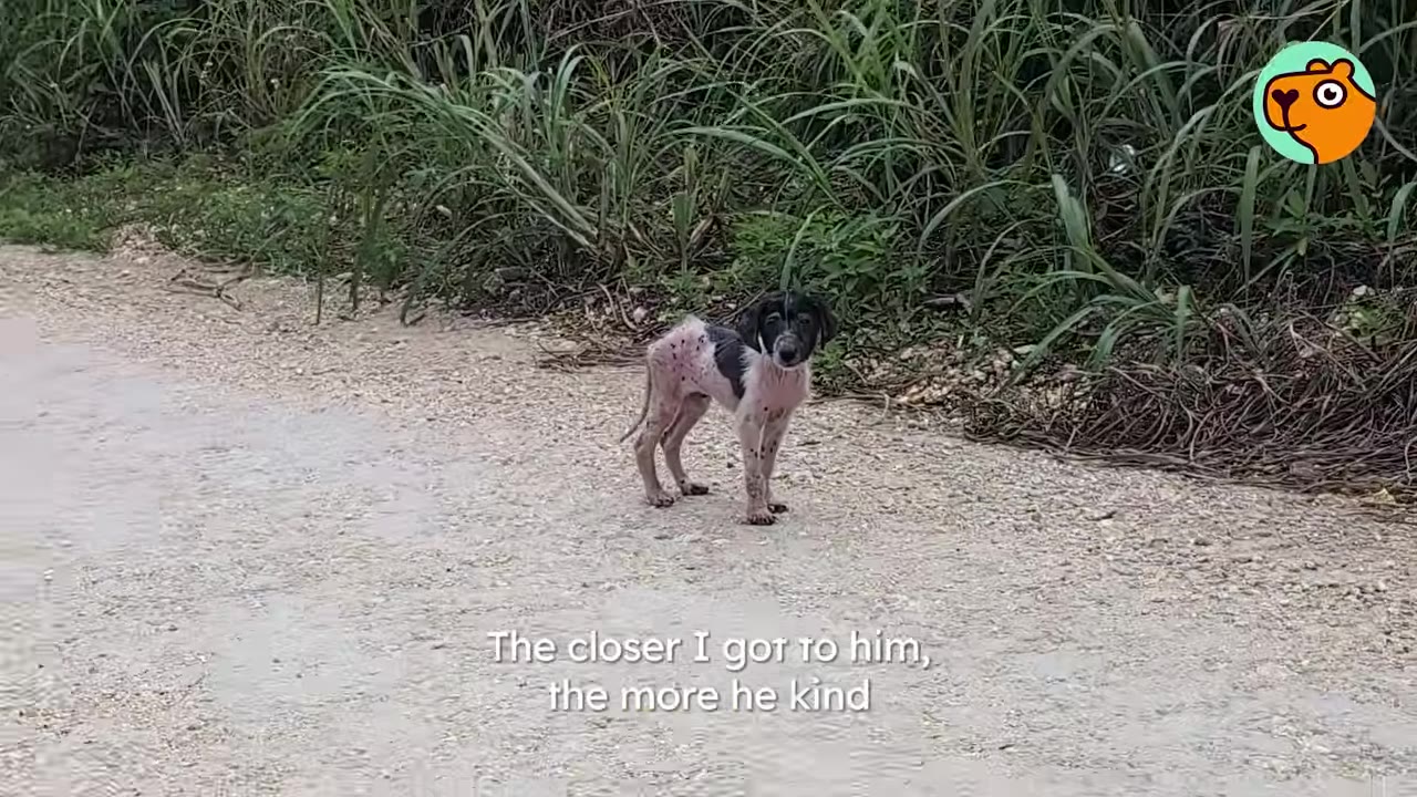 A small, frail puppy with hair loss standing on a dirt road next to tall green grass.