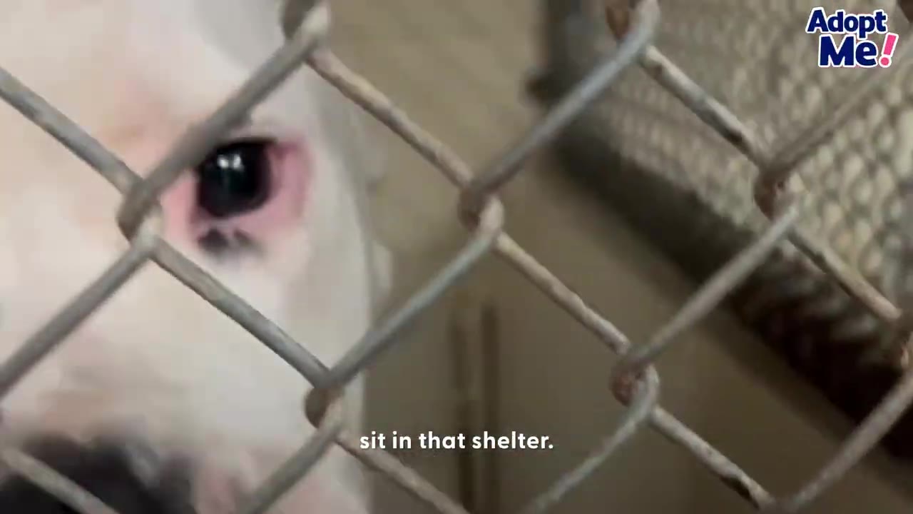 A close-up view of a white dog looking through a chain-link fence inside a shelter kennel.