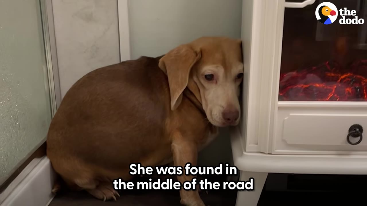 A small brown senior dog sits indoors pressing her head against a white cabinet near an electric fireplace.