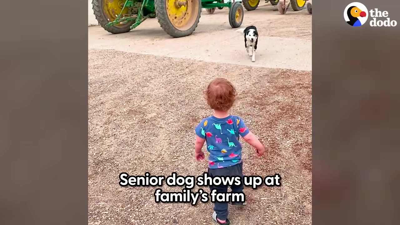 A toddler in a colorful shirt walks outside toward a black and white dog approaching near a farm tractor.