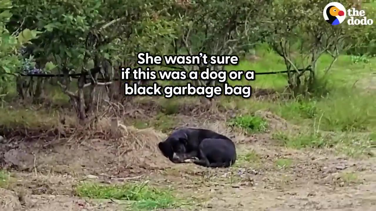A black dog curled up on the dirt ground near bushes, with text overlay reading 'She wasn't sure if this was a dog or a black garbage bag'.