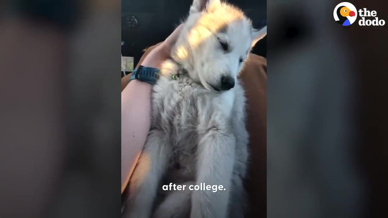 A small white and gray puppy rests calmly in a person's lap while being petted.