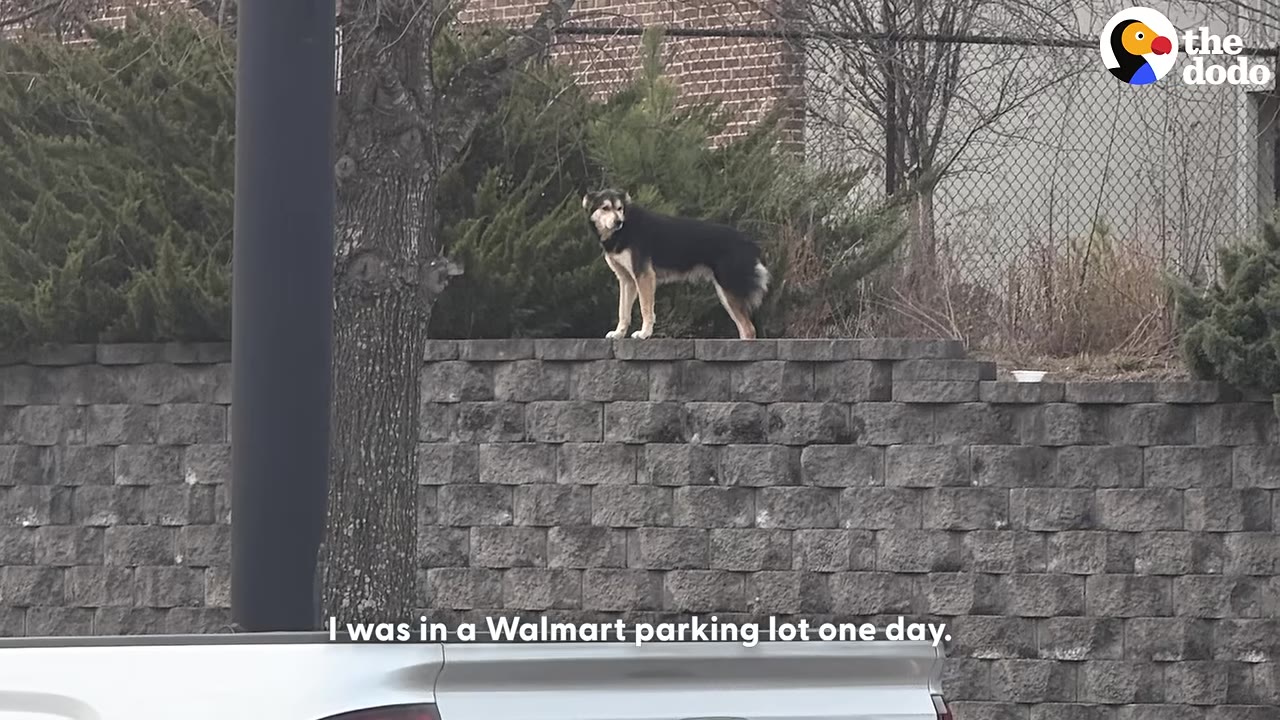 A black and tan dog stands on top of a grey stone retaining wall near trees, as seen from a parking lot.