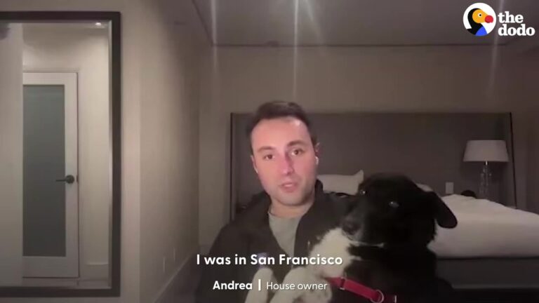 California Dogs Trapped By A Raging Fire Get A Rescue Their Owners Never Expected