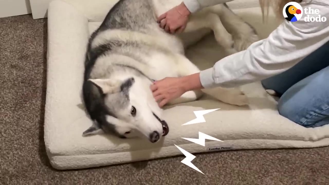 A Siberian husky lying on a plush dog bed being comforted by a person.