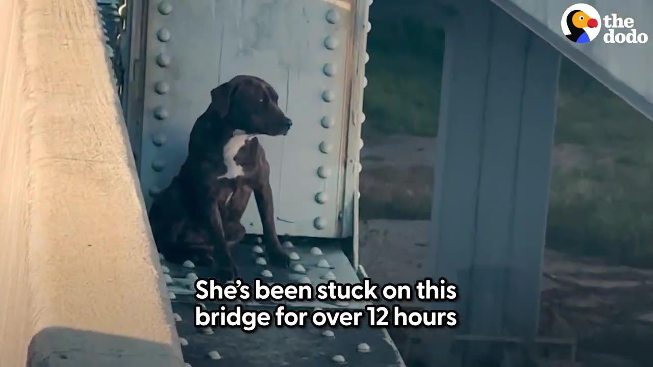 A dark brindle dog sits on a narrow steel ledge of a bridge support.