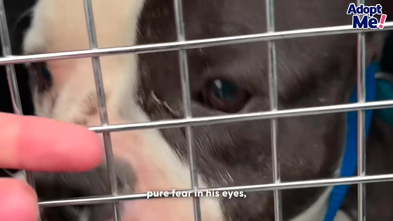 A close-up of a black and white dog's face behind a metal wire cage, with a finger gently touching the cage near its nose.