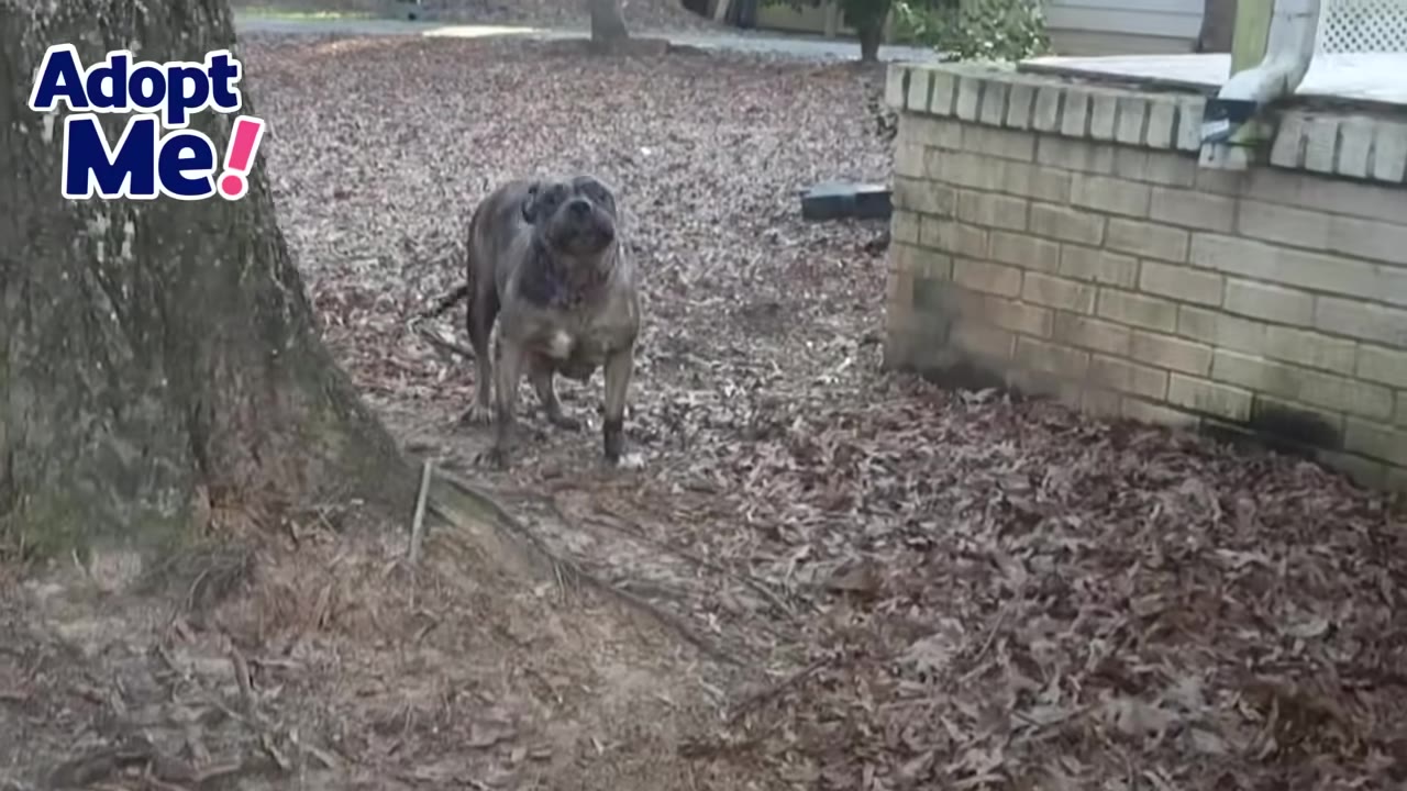 A pregnant brindle dog standing cautiously outside on dry leaves near a tree trunk and brick steps.