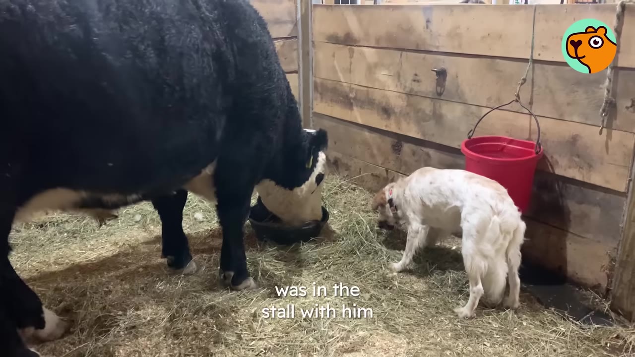 A large black and white cow stands in a barn stall near a small white dog and a red bucket.