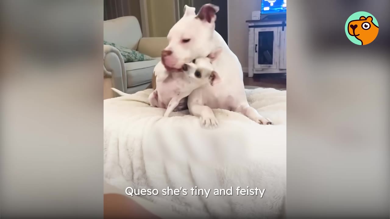 A tiny white dog playfully nuzzling against a larger white dog sitting together on a soft cushion.