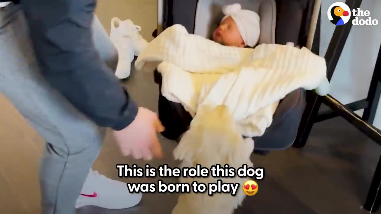 A small fluffy puppy reaching up toward a sleeping baby resting in a car seat.
