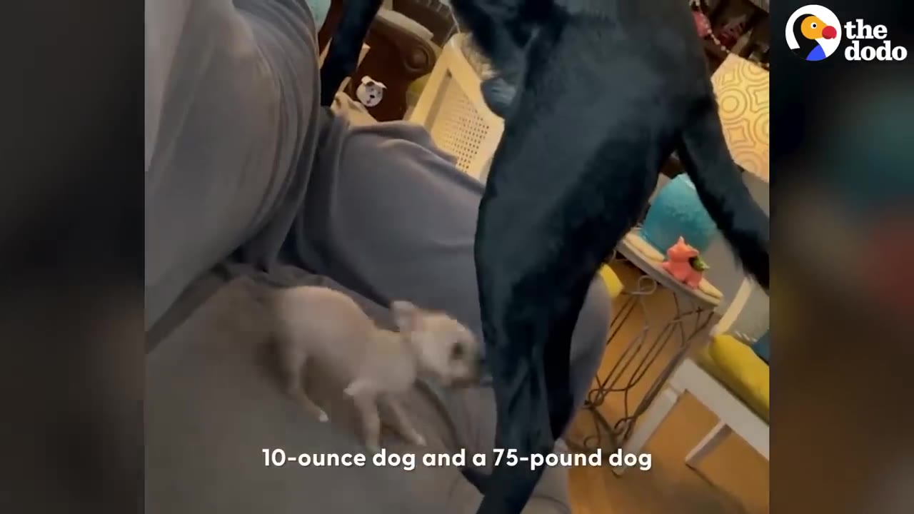 A tiny light-brown puppy stands on a grey couch next to the hind legs of a much larger black dog.