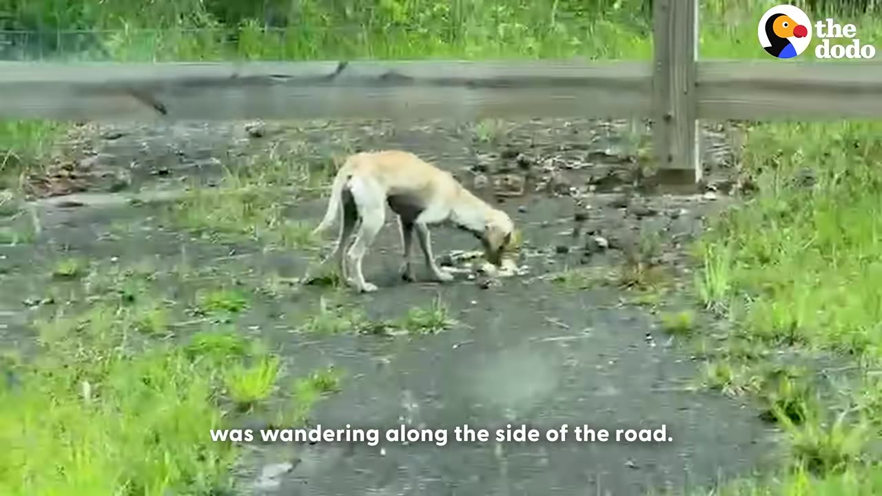 A thin, light-colored dog stands on a paved shoulder next to a wooden guardrail, sniffing the ground.
