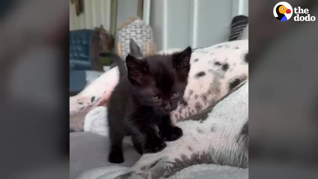 A tiny black kitten standing on a soft blanket next to a spotted dog.