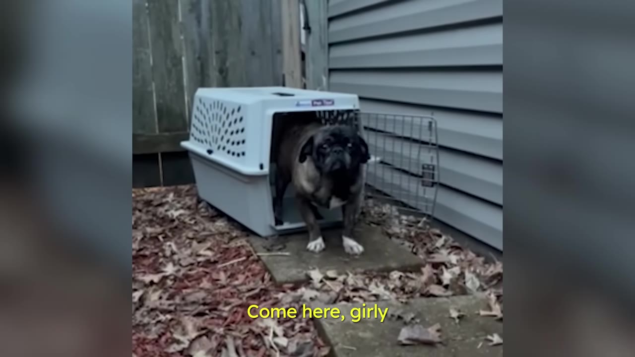 A small pug standing hesitantly at the open door of a plastic travel crate outdoors.