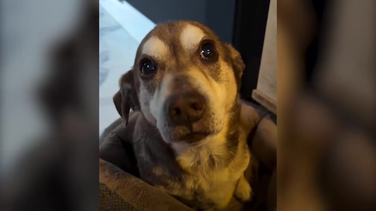 A close-up portrait of a small senior brown and tan dog looking up with gentle eyes.