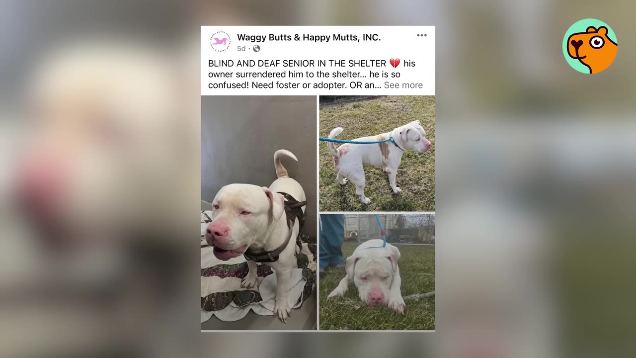 A social media post featuring photos of a white dog with text stating it is a blind and deaf senior dog in a shelter needing foster or adoption.