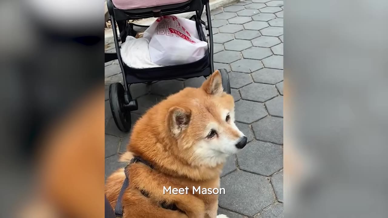 A senior Shiba Inu dog named Mason wearing a harness sits on a paved walkway next to a stroller.