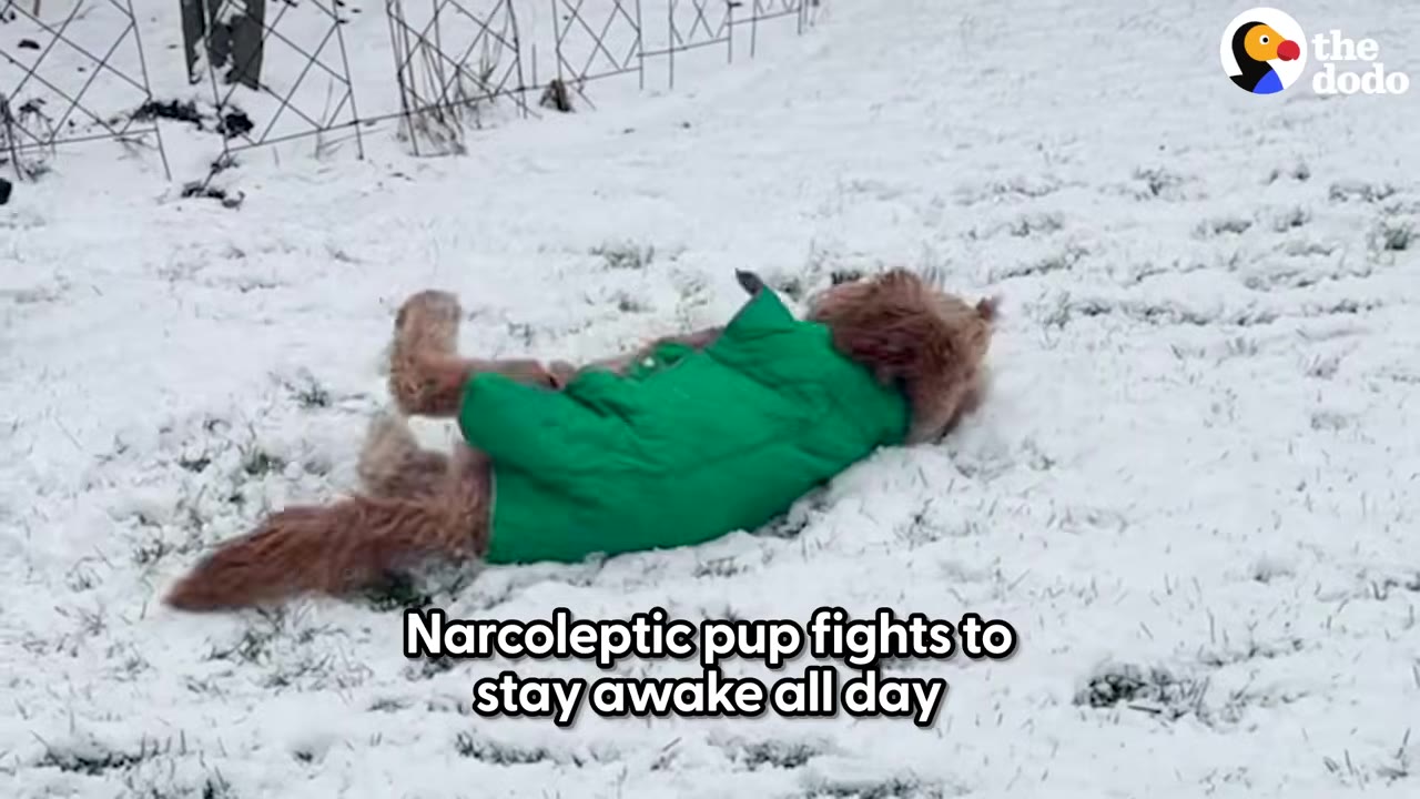 A fluffy golden dog wearing a green jacket rolls on its back in the snow.