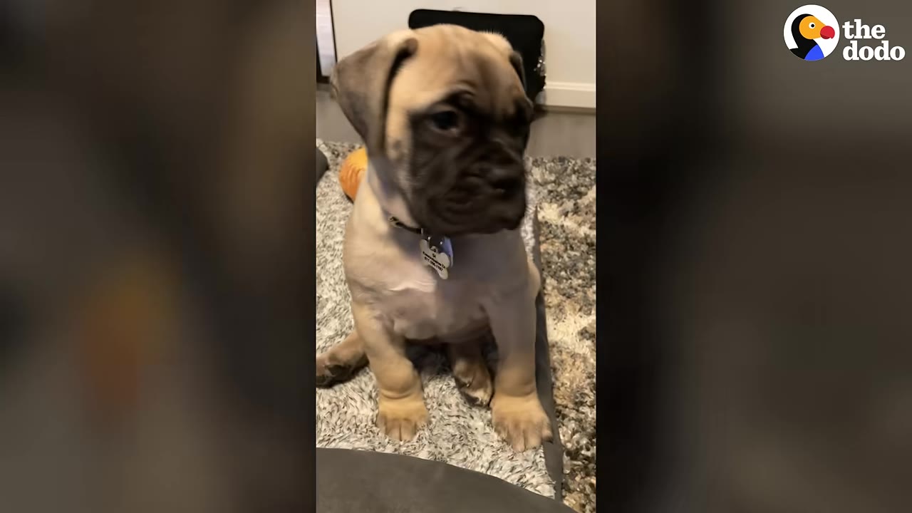 A tan bullmastiff puppy with a dark muzzle sits on a grey shag rug, wearing a collar with a bone-shaped tag.