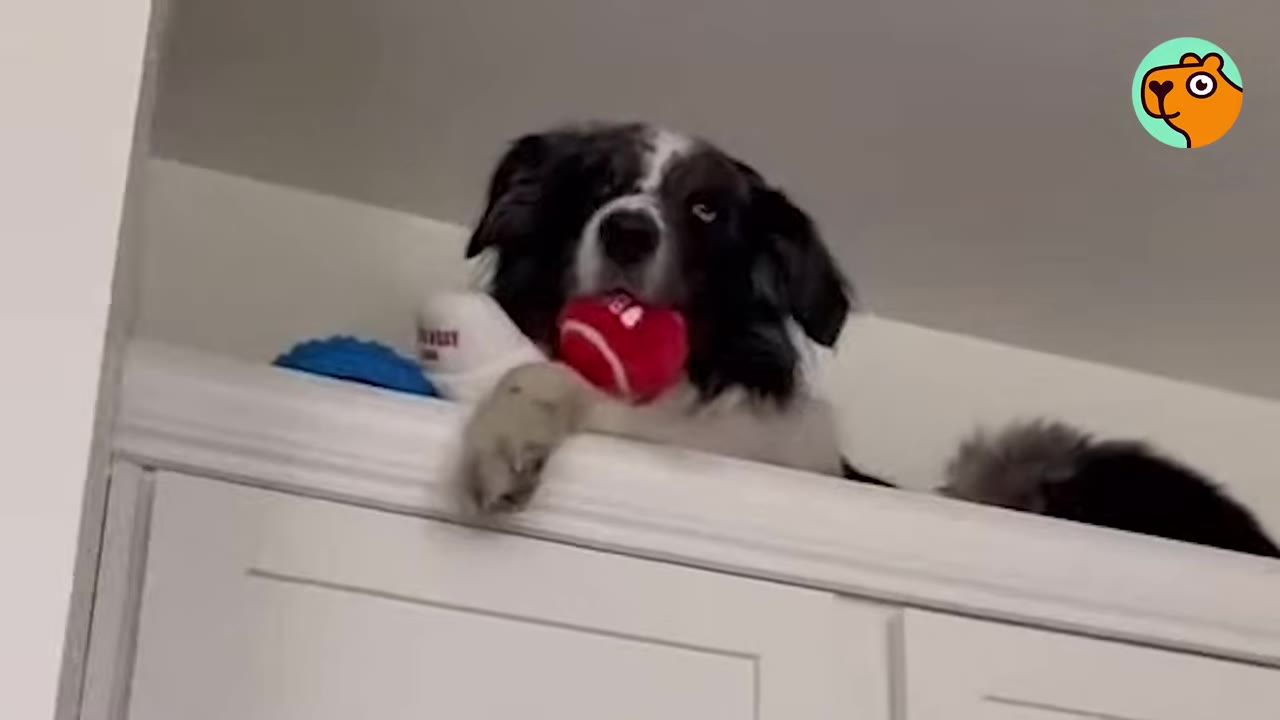 A black and white dog resting on top of a cabinet looking down while holding a red toy ball in its mouth.