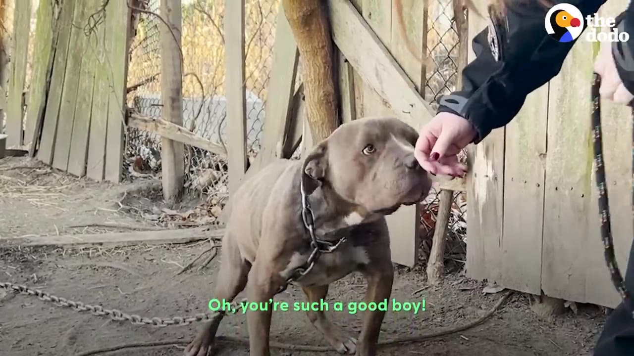 A gray pit bull dog wearing a heavy chain collar looks up gently as a rescuer reaches out a hand near a wooden fence.