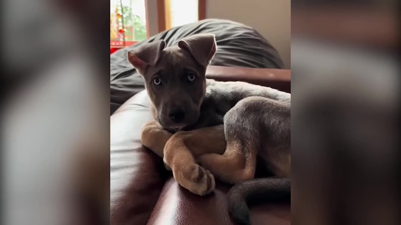 A young puppy with floppy ears resting on a leather sofa looking directly at the camera.