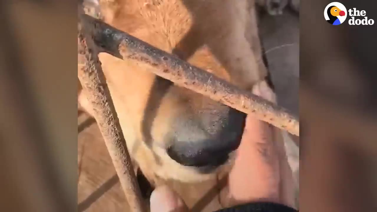 A close-up of a brown dog's snout poking through rusty metal bars as a hand gently touches its face.