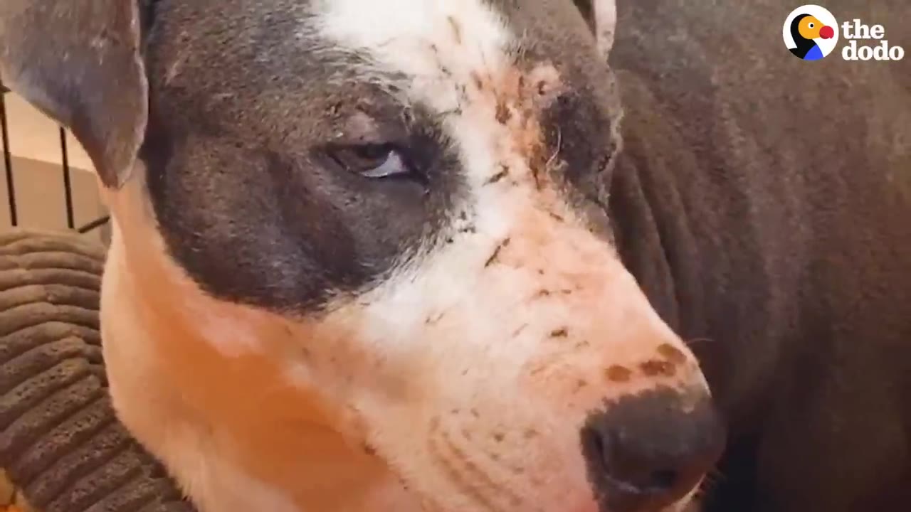 A close-up of a pit bull-type dog's face, showing healing surgical scars on its snout and forehead, with one eye visible.