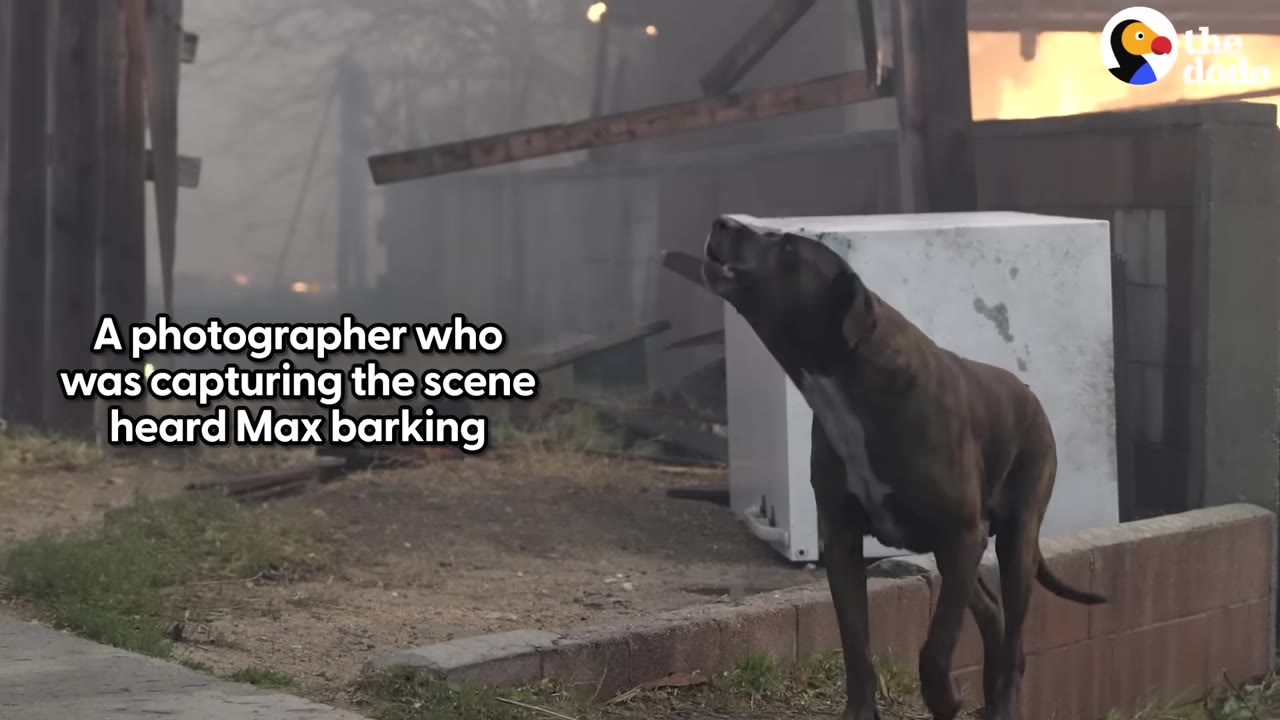 A dark-colored dog barking outdoors amongst smoke and fire-damaged debris.